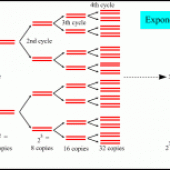روش آزمایشPolymerase chain reaction )PCR)